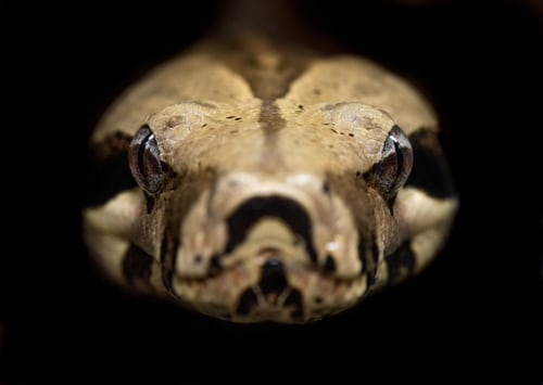 python dark